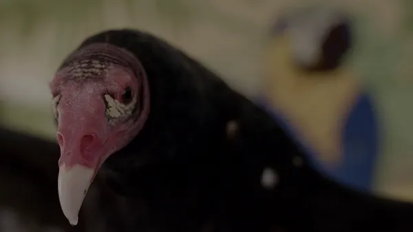 Vulture – vulture (3).png